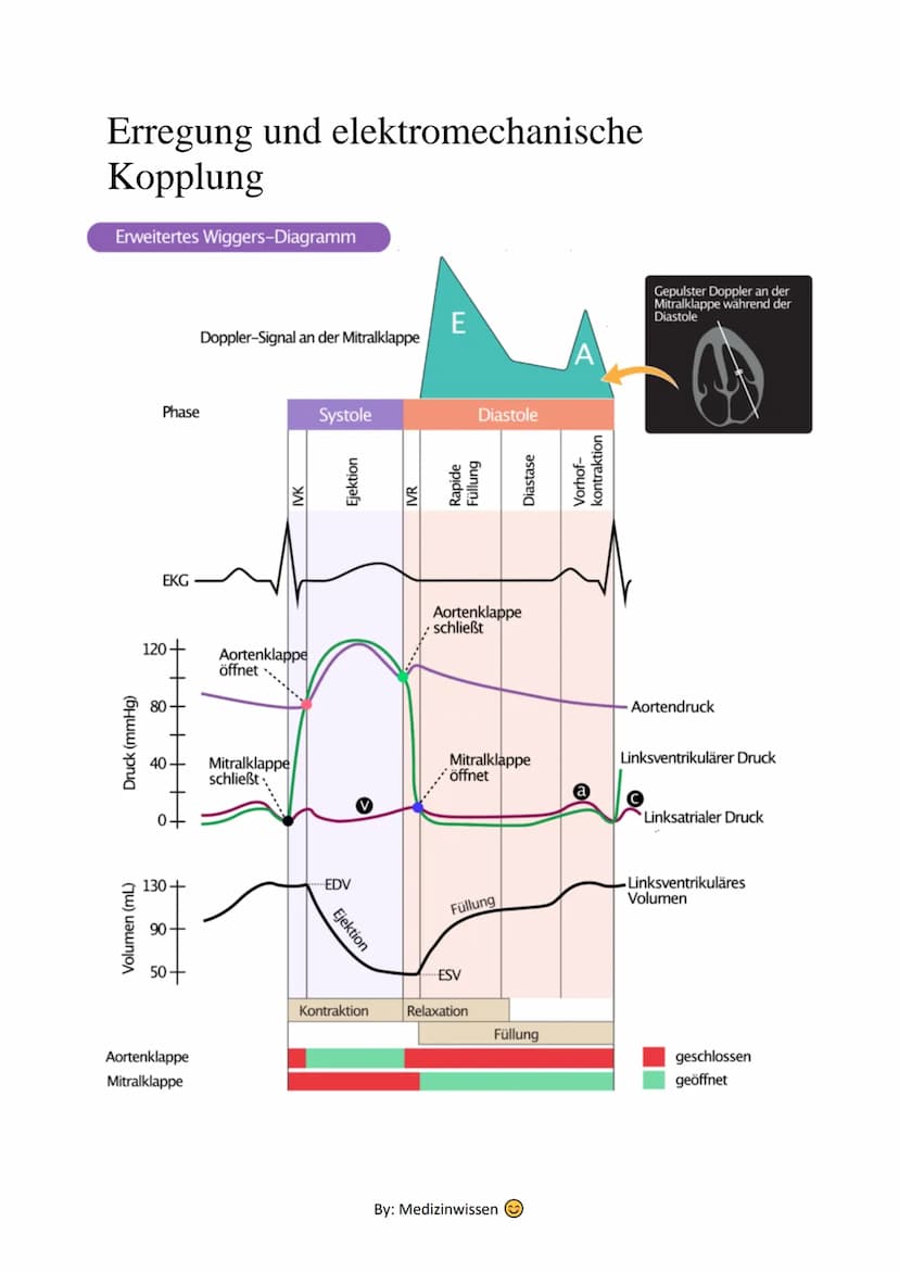 Anatomie
Herz
Das Herz (Cor) ist ein aus Muskelgewebe bestehendes Hohlorgan, das in den Blutkreislauf
eingeschaltet ist und der Blutbeförder