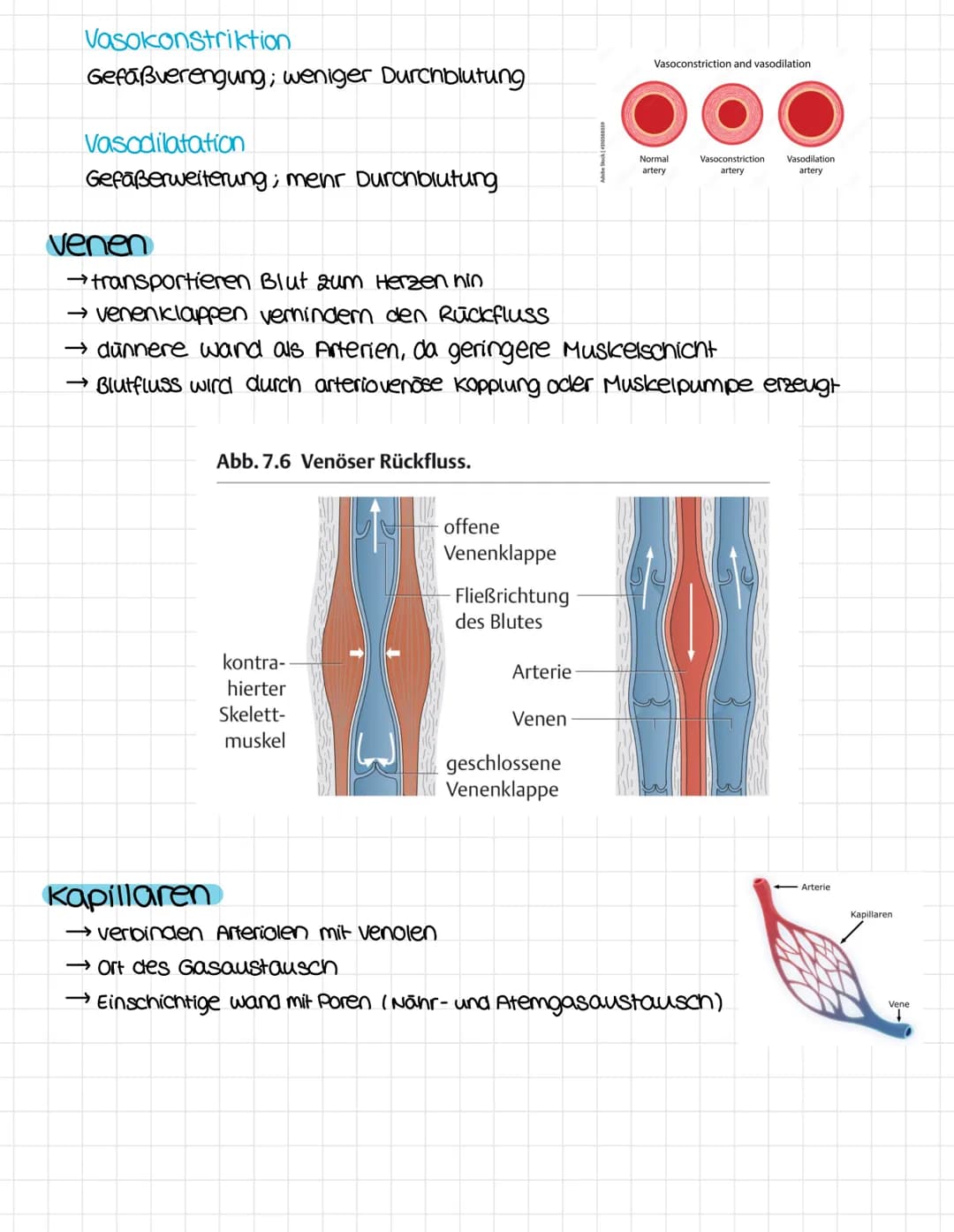 anatomie
obere Honivene
vena cava superior
rechter Vorhof
ventrikulus dextrum
Pulmonalklappe.
Trikuspidalklappe
rechte kammer
Atrium dextrum