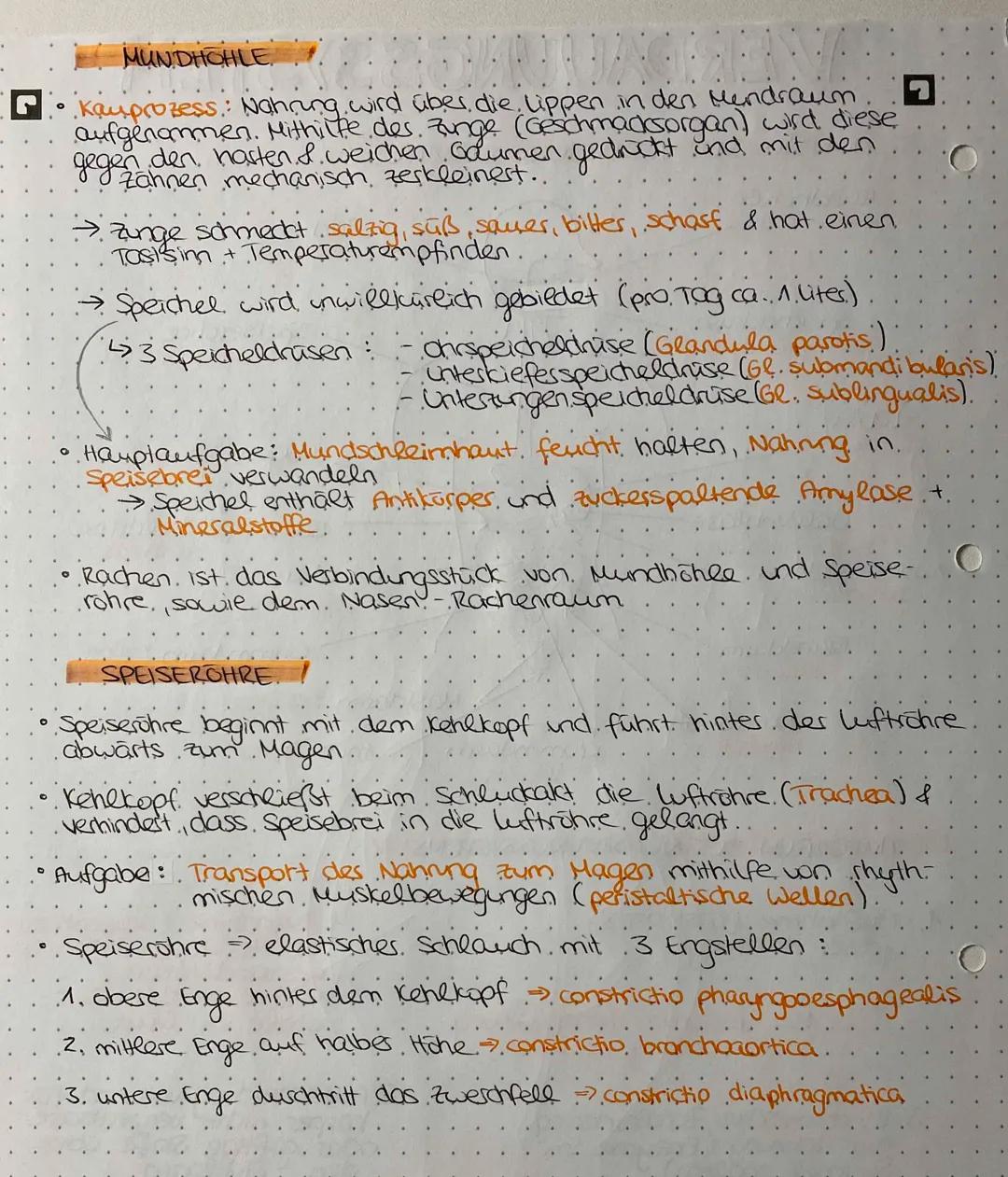 WEG DER NAHRUNG
Mundhöhle →→→ Speiseröhre Magen /pförtner 7
↳ Zwölffingerdarm Leerdasm→→→→ Krummdarm
-> Blinddasm aufsteigender Dickdasm
> -
