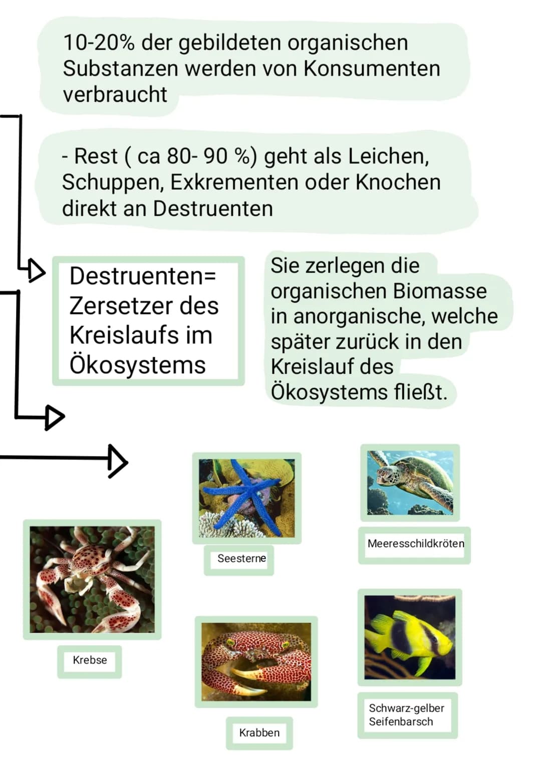 10-20% der gebildeten organischen
Substanzen werden von Konsumenten
verbraucht
- Rest (ca 80-90 %) geht als Leichen,
Schuppen, Exkrementen o