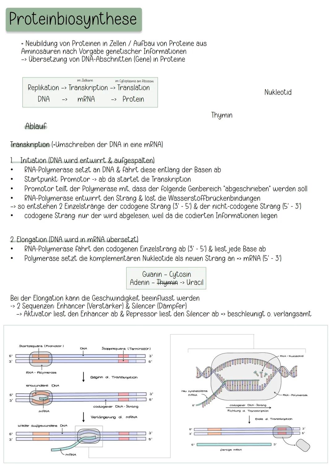 Translation (-Übersetzung der mRNA in Aminosäuresequenzen)

1. Initiation (Startvorbereitung & Start)
*   die ans tRNA gebundene kleine Unte