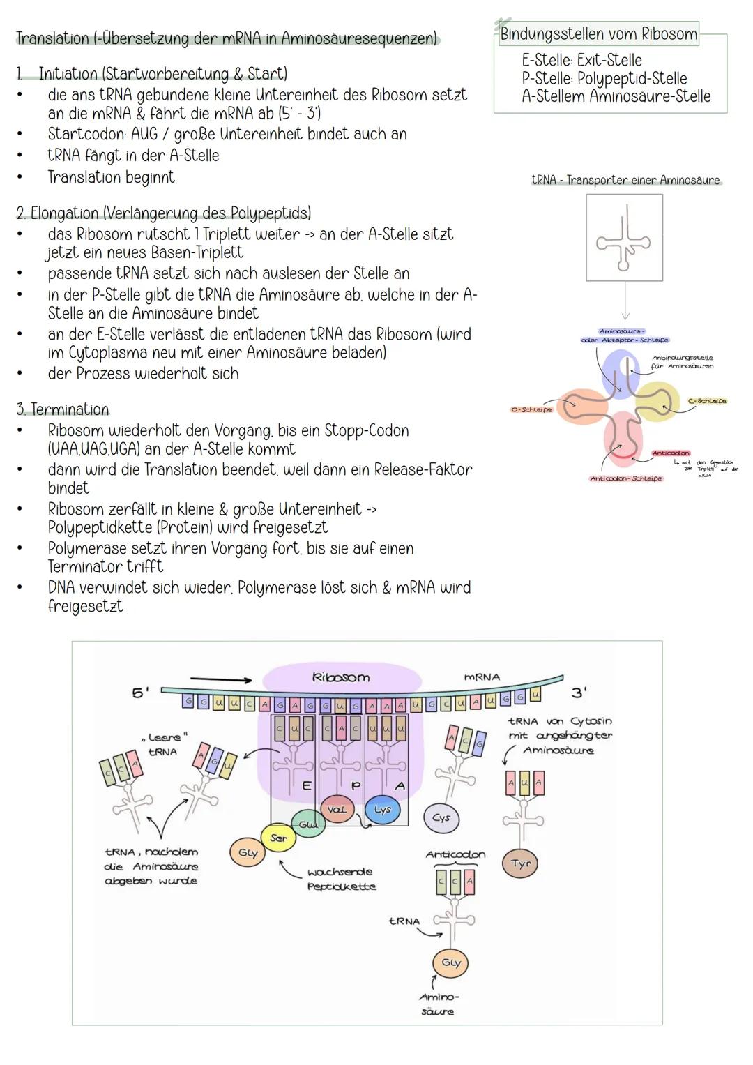 Translation (-Übersetzung der mRNA in Aminosäuresequenzen)

1. Initiation (Startvorbereitung & Start)
*   die ans tRNA gebundene kleine Unte