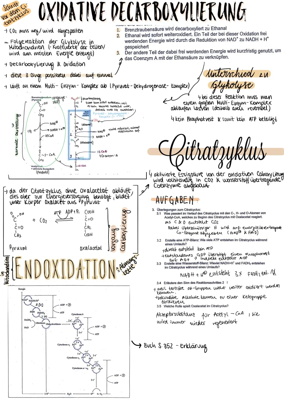 POLYSACCHARIDE
BILDUNG
→ entstehen durch Poly kondensation vieler
Monossacharide
n C6 H₁2 06 →→→→
Hexosen
AUFBAU
Amylose (~20%)
Vertreter →S