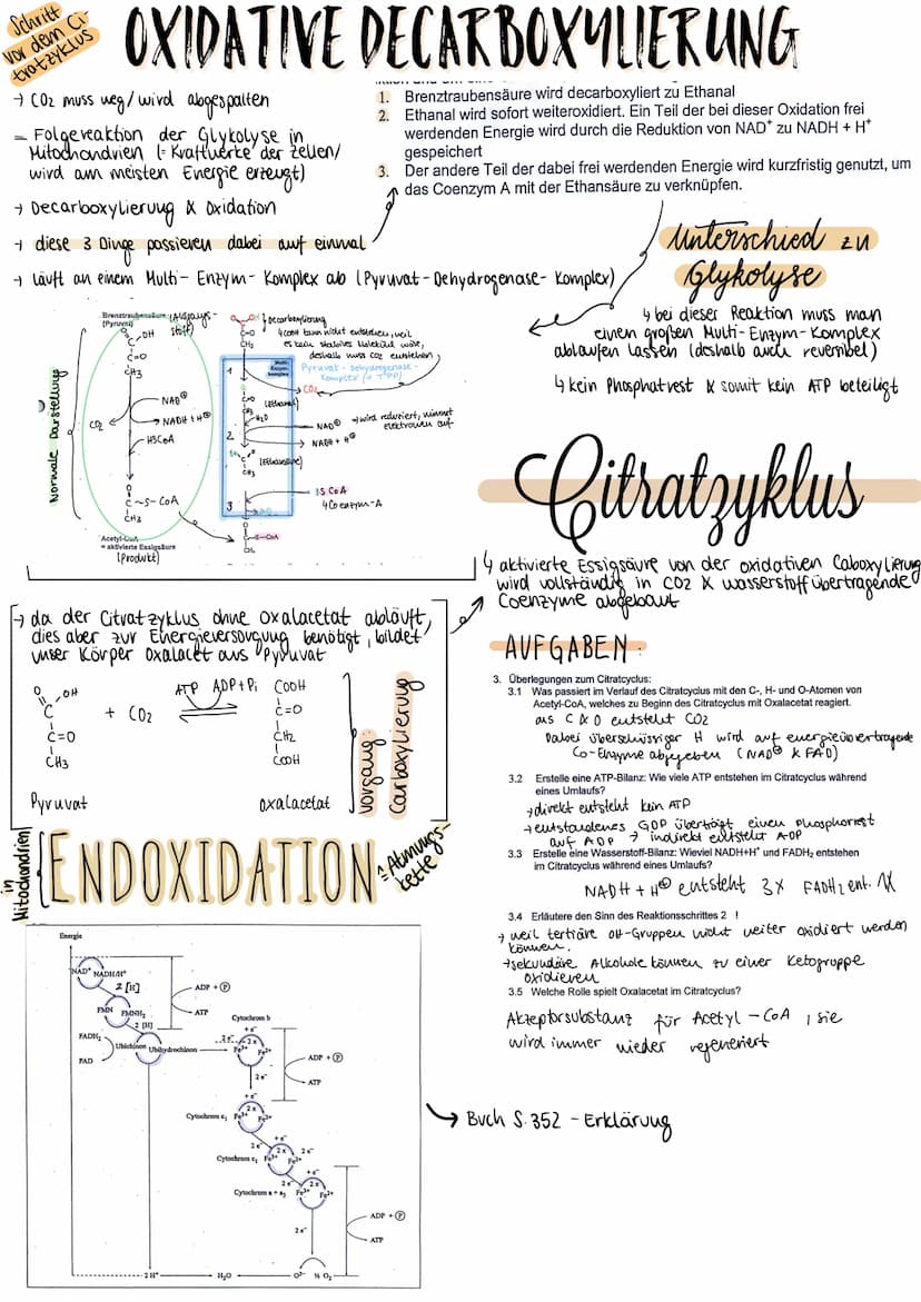 POLYSACCHARIDE
BILDUNG
→ entstehen durch Poly kondensation vieler
Monossacharide
n C6 H₁2 06 →→→→
Hexosen
AUFBAU
Amylose (~20%)
Vertreter →S