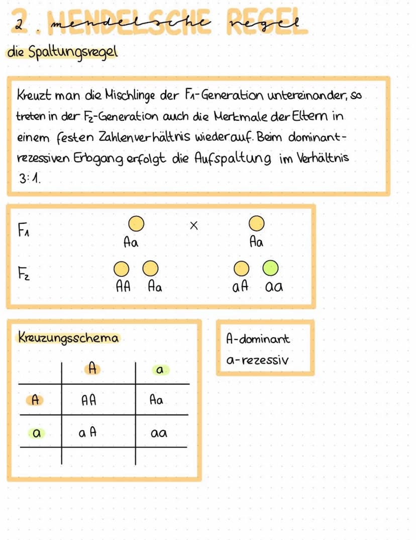 2. mendelsche regel
•
die Spaltungsregel
Kreuzt man die Mischlinge der F₁-Generation untereinander, so
treten in der F2-Generation auch die 