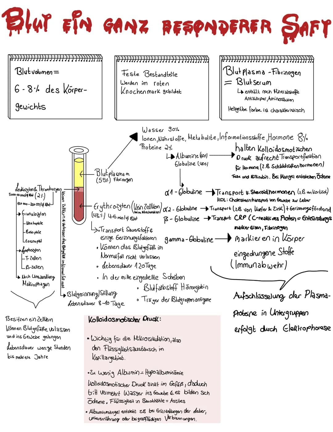 Blut
BLUT EIN GANZ BESONDERER ŞAFT
Blut volumen =
6-8% des Körper-
gewichts
Leukozyten & Thrombozyten
5000-10000 B (21.)
150 000-35000/41 Bl