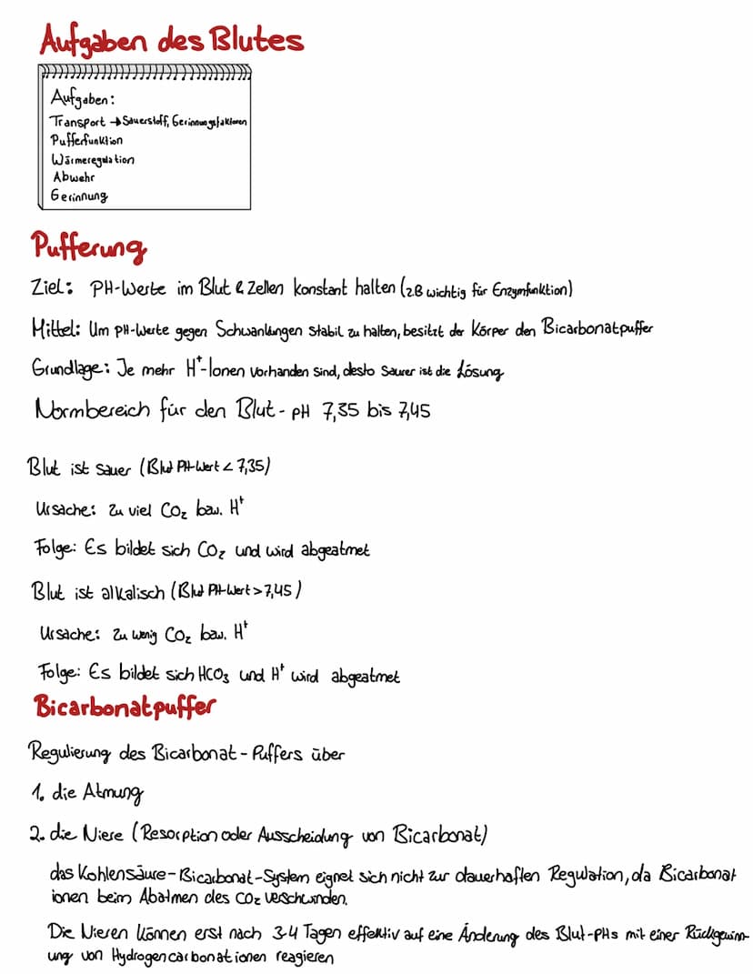 Blut
BLUT EIN GANZ BESONDERER ŞAFT
Blut volumen =
6-8% des Körper-
gewichts
Leukozyten & Thrombozyten
5000-10000 B (21.)
150 000-35000/41 Bl