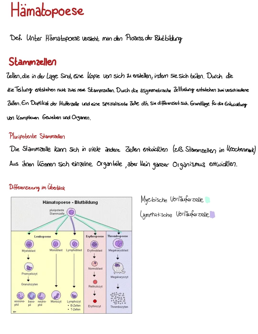 Blut
BLUT EIN GANZ BESONDERER ŞAFT
Blut volumen =
6-8% des Körper-
gewichts
Leukozyten & Thrombozyten
5000-10000 B (21.)
150 000-35000/41 Bl