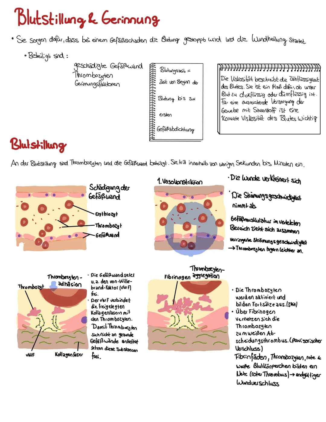 Blut
BLUT EIN GANZ BESONDERER ŞAFT
Blut volumen =
6-8% des Körper-
gewichts
Leukozyten & Thrombozyten
5000-10000 B (21.)
150 000-35000/41 Bl