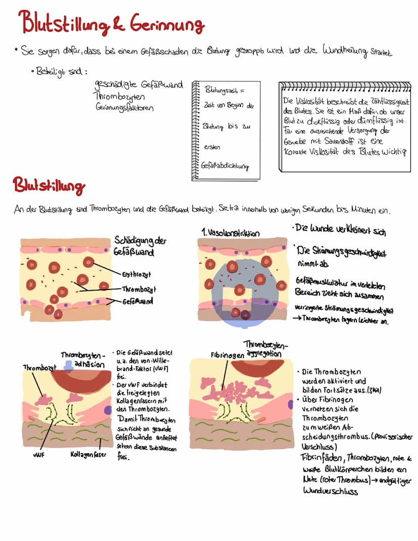 Blut
BLUT EIN GANZ BESONDERER ŞAFT
Blut volumen =
6-8% des Körper-
gewichts
Leukozyten & Thrombozyten
5000-10000 B (21.)
150 000-35000/41 Bl