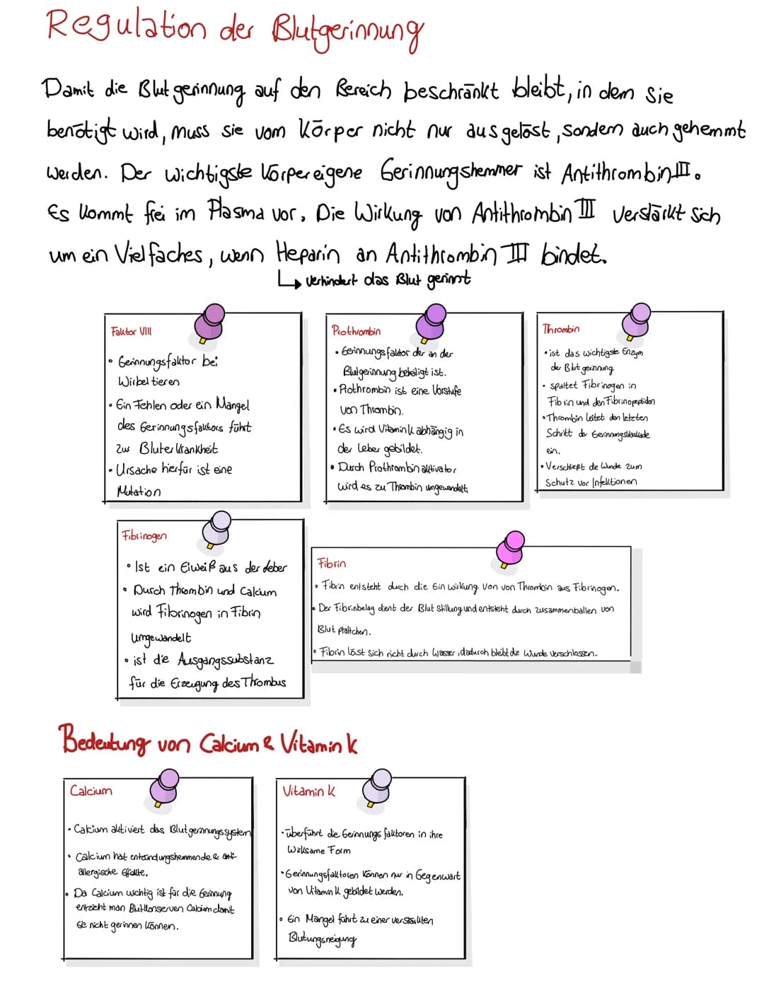 Blut
BLUT EIN GANZ BESONDERER ŞAFT
Blut volumen =
6-8% des Körper-
gewichts
Leukozyten & Thrombozyten
5000-10000 B (21.)
150 000-35000/41 Bl