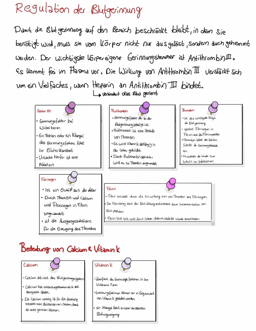 Blut
BLUT EIN GANZ BESONDERER ŞAFT
Blut volumen =
6-8% des Körper-
gewichts
Leukozyten & Thrombozyten
5000-10000 B (21.)
150 000-35000/41 Bl