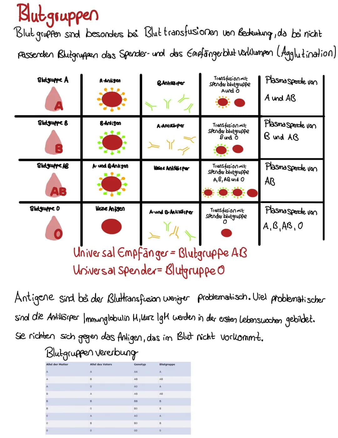Blut
BLUT EIN GANZ BESONDERER ŞAFT
Blut volumen =
6-8% des Körper-
gewichts
Leukozyten & Thrombozyten
5000-10000 B (21.)
150 000-35000/41 Bl