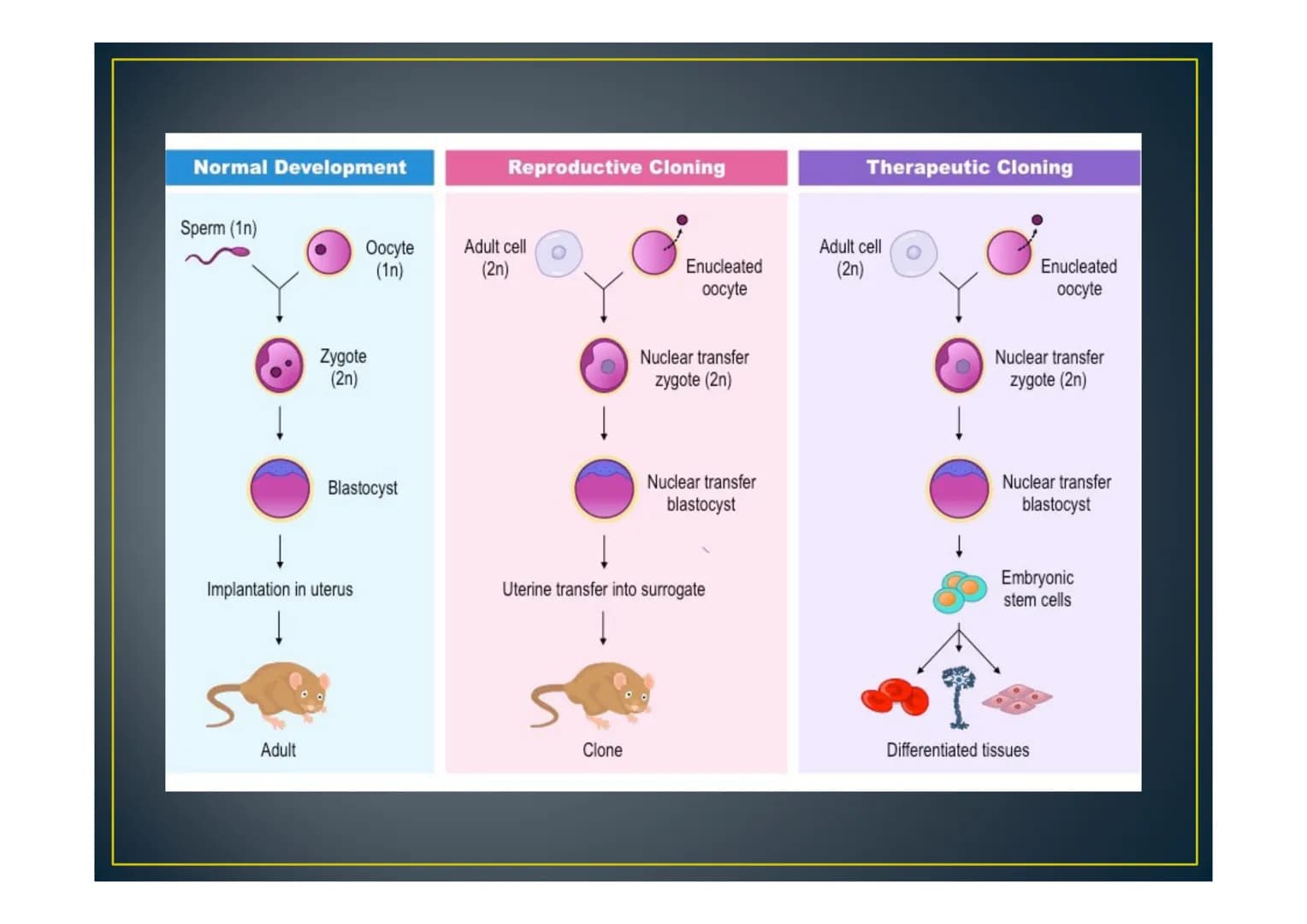 Cloning Scottish Blackfate
nuck tion
amma
Cloning is a type of genetic
engineering that uses cells from
one organism to create a second
livi