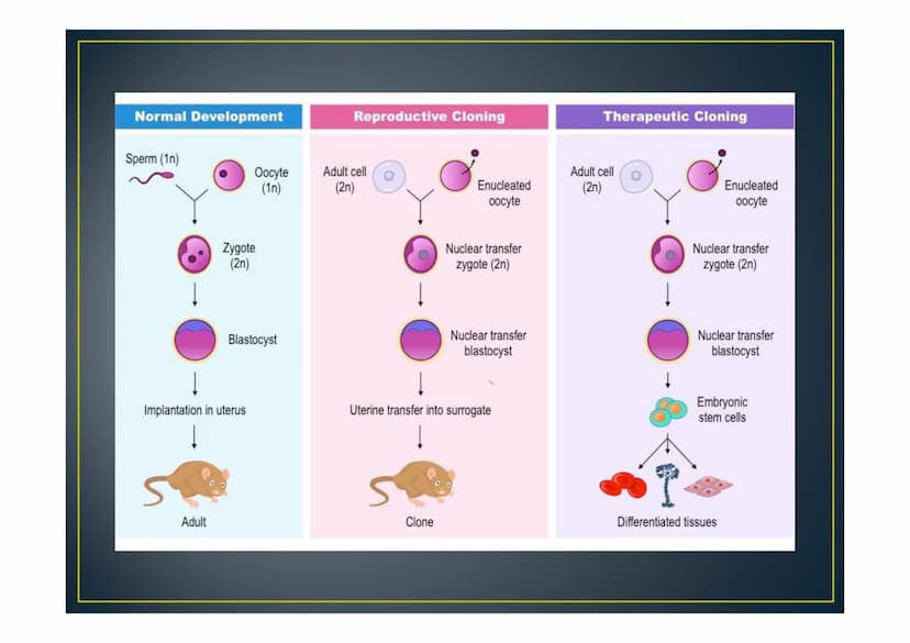 Cloning Scottish Blackfate
nuck tion
amma
Cloning is a type of genetic
engineering that uses cells from
one organism to create a second
livi