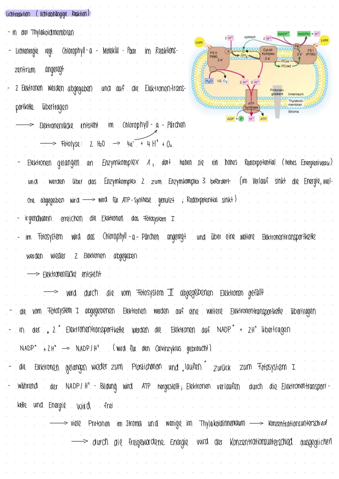 Photosynthese
Prozess, bei dem Pflanzen und manche Bakterien aus Energie CO₂ und H₂0, Kohlenhydrate und Glucose hergestellt wird
I
aus energ
