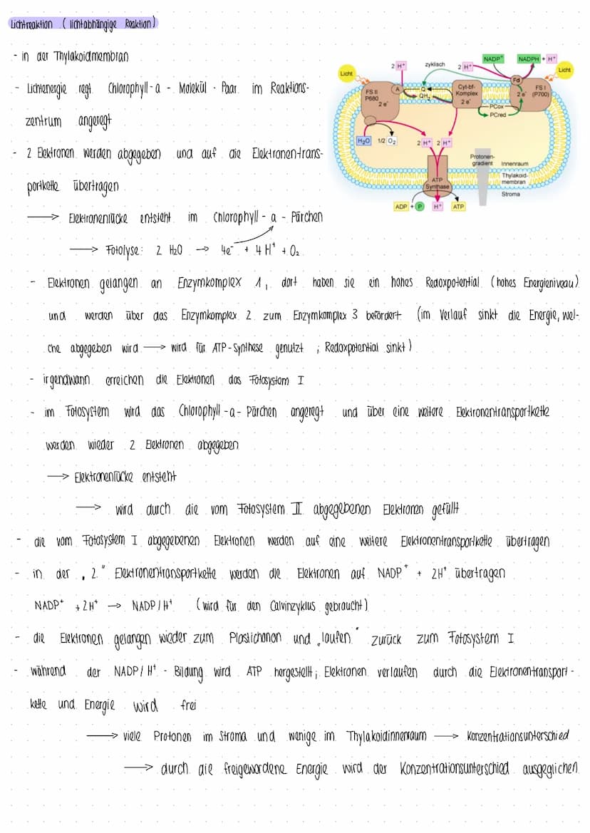 Photosynthese
Prozess, bei dem Pflanzen und manche Bakterien aus Energie CO₂ und H₂0, Kohlenhydrate und Glucose hergestellt wird
I
aus energ