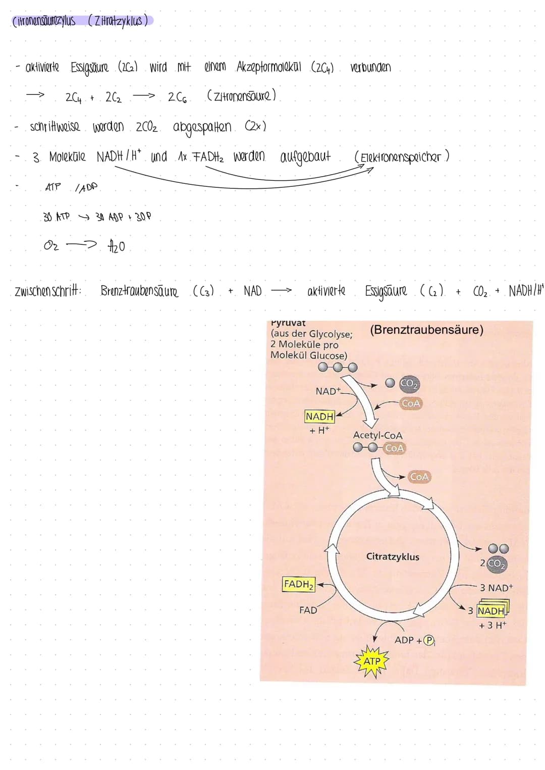 Photosynthese
Prozess, bei dem Pflanzen und manche Bakterien aus Energie CO₂ und H₂0, Kohlenhydrate und Glucose hergestellt wird
I
aus energ