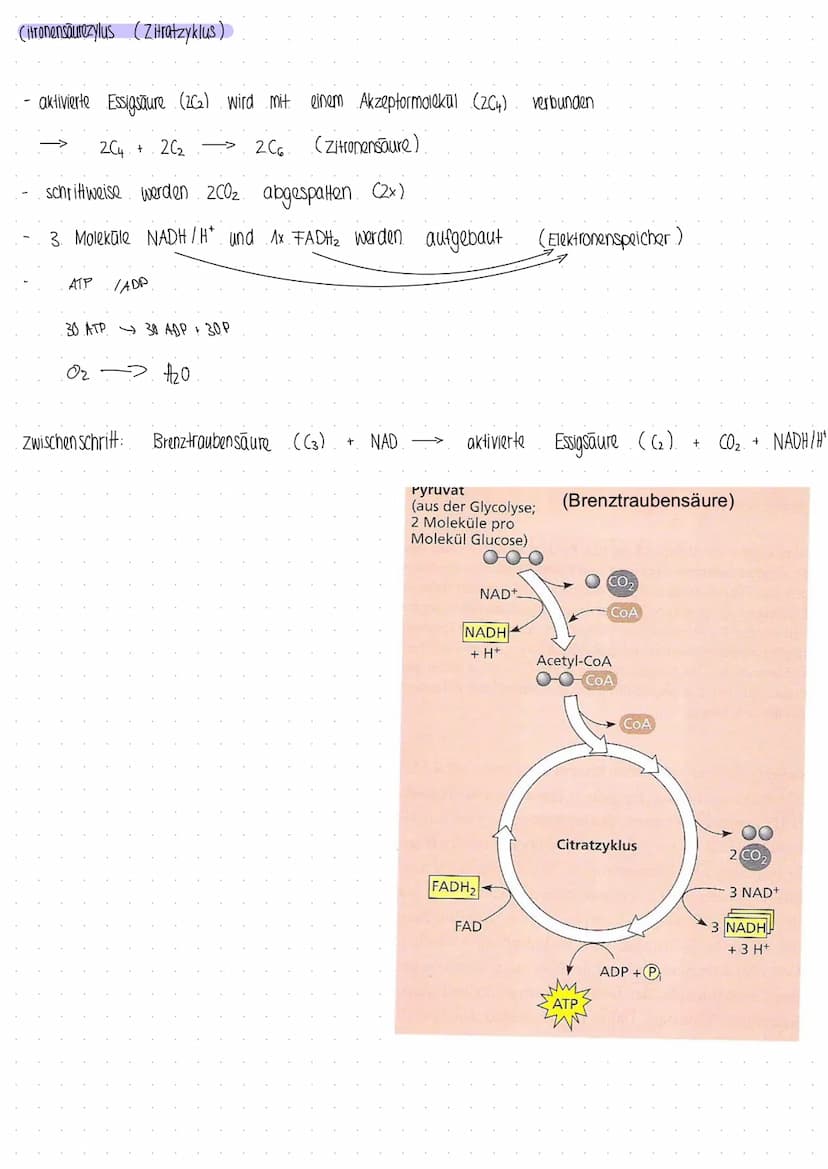 Photosynthese
Prozess, bei dem Pflanzen und manche Bakterien aus Energie CO₂ und H₂0, Kohlenhydrate und Glucose hergestellt wird
I
aus energ