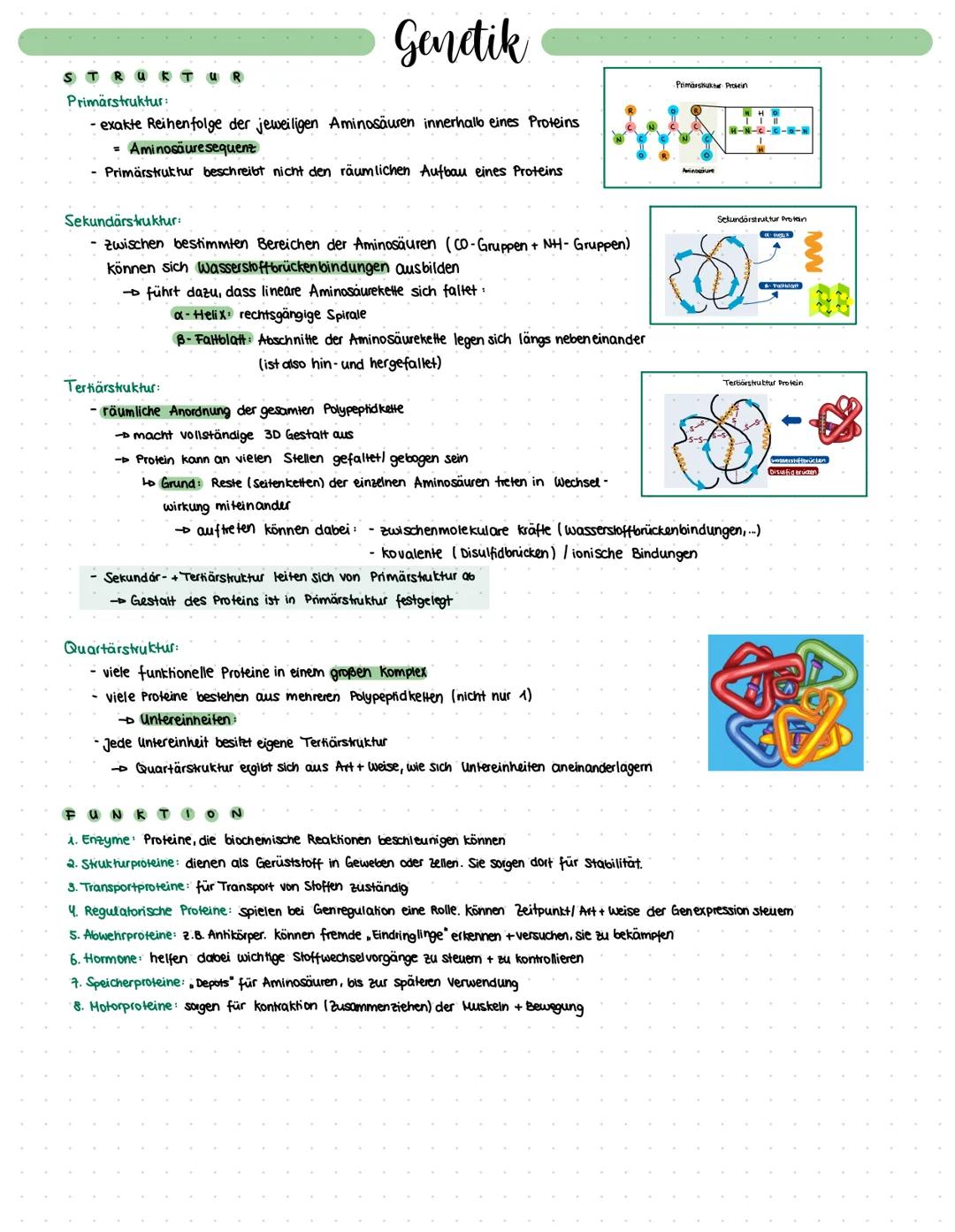 Bau und Funktionen von Proteinen
