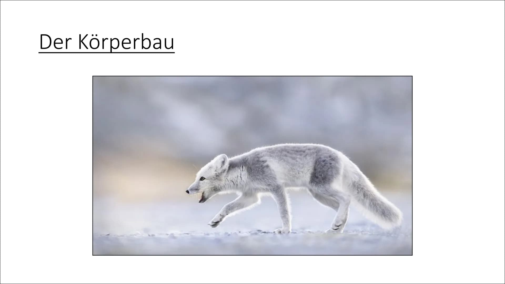 
<h2 id="einleitungderpolarfuchs">Einleitung: Der Polarfuchs</h2>
<p>Heute werde ich euch etwas über den Polarfuchs informieren, der auch Ei