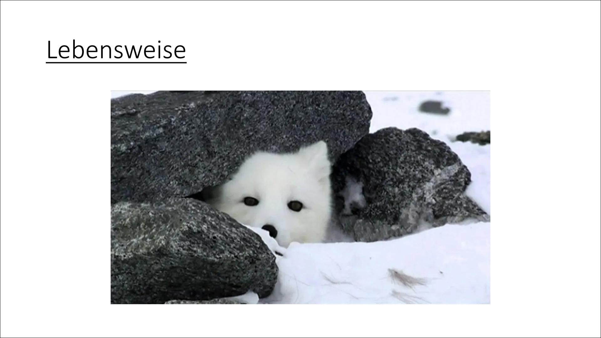 
<h2 id="einleitungderpolarfuchs">Einleitung: Der Polarfuchs</h2>
<p>Heute werde ich euch etwas über den Polarfuchs informieren, der auch Ei