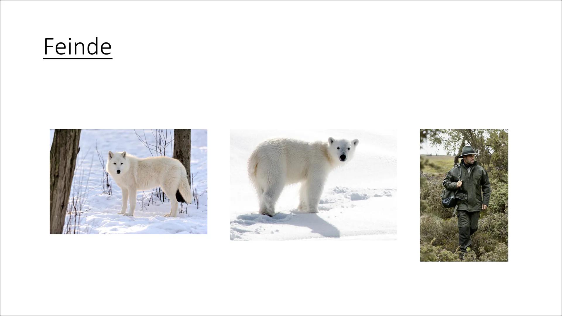 
<h2 id="einleitungderpolarfuchs">Einleitung: Der Polarfuchs</h2>
<p>Heute werde ich euch etwas über den Polarfuchs informieren, der auch Ei