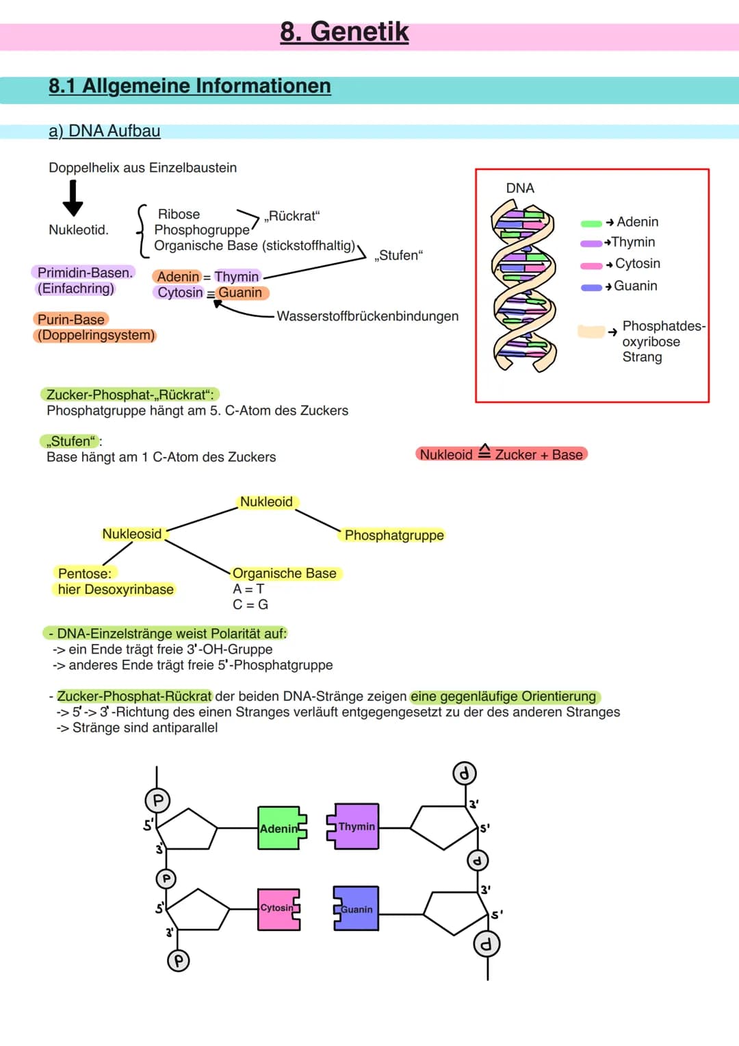 8.1 Allgemeine Informationen
a) DNA Aufbau
Doppelhelix aus Einzelbaustein
Nukleotid.
Primidin-Basen.
(Einfachring)
Ribose
Phosphogruppe
Orga