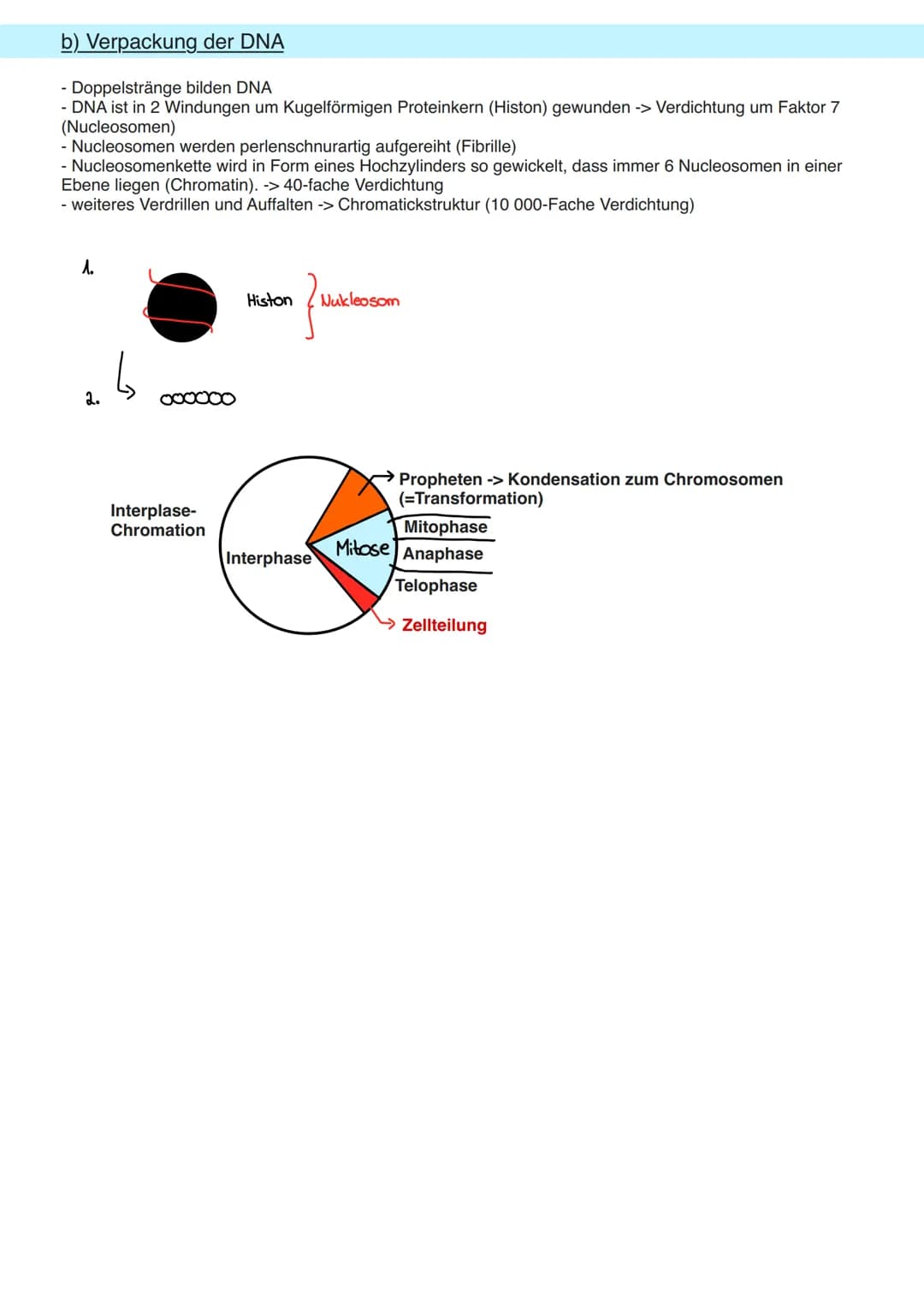 8.1 Allgemeine Informationen
a) DNA Aufbau
Doppelhelix aus Einzelbaustein
Nukleotid.
Primidin-Basen.
(Einfachring)
Ribose
Phosphogruppe
Orga
