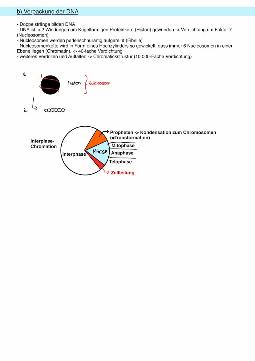 8.1 Allgemeine Informationen
a) DNA Aufbau
Doppelhelix aus Einzelbaustein
Nukleotid.
Primidin-Basen.
(Einfachring)
Ribose
Phosphogruppe
Orga