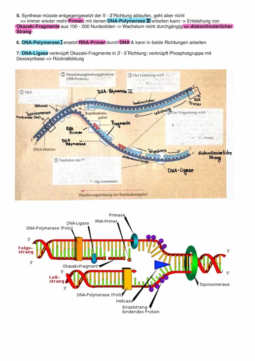 8.1 Allgemeine Informationen
a) DNA Aufbau
Doppelhelix aus Einzelbaustein
Nukleotid.
Primidin-Basen.
(Einfachring)
Ribose
Phosphogruppe
Orga