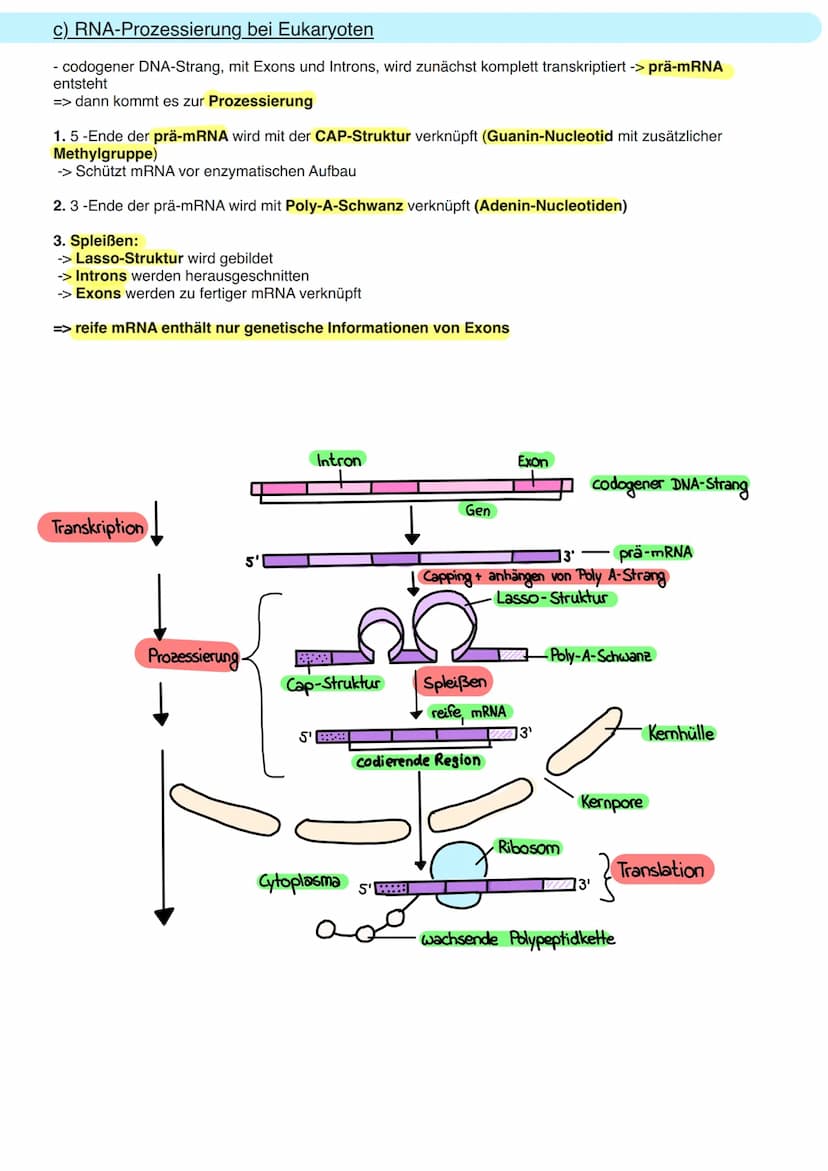 8.1 Allgemeine Informationen
a) DNA Aufbau
Doppelhelix aus Einzelbaustein
Nukleotid.
Primidin-Basen.
(Einfachring)
Ribose
Phosphogruppe
Orga