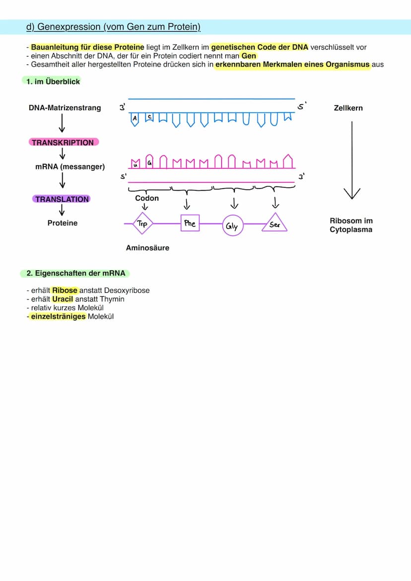 8.1 Allgemeine Informationen
a) DNA Aufbau
Doppelhelix aus Einzelbaustein
Nukleotid.
Primidin-Basen.
(Einfachring)
Ribose
Phosphogruppe
Orga