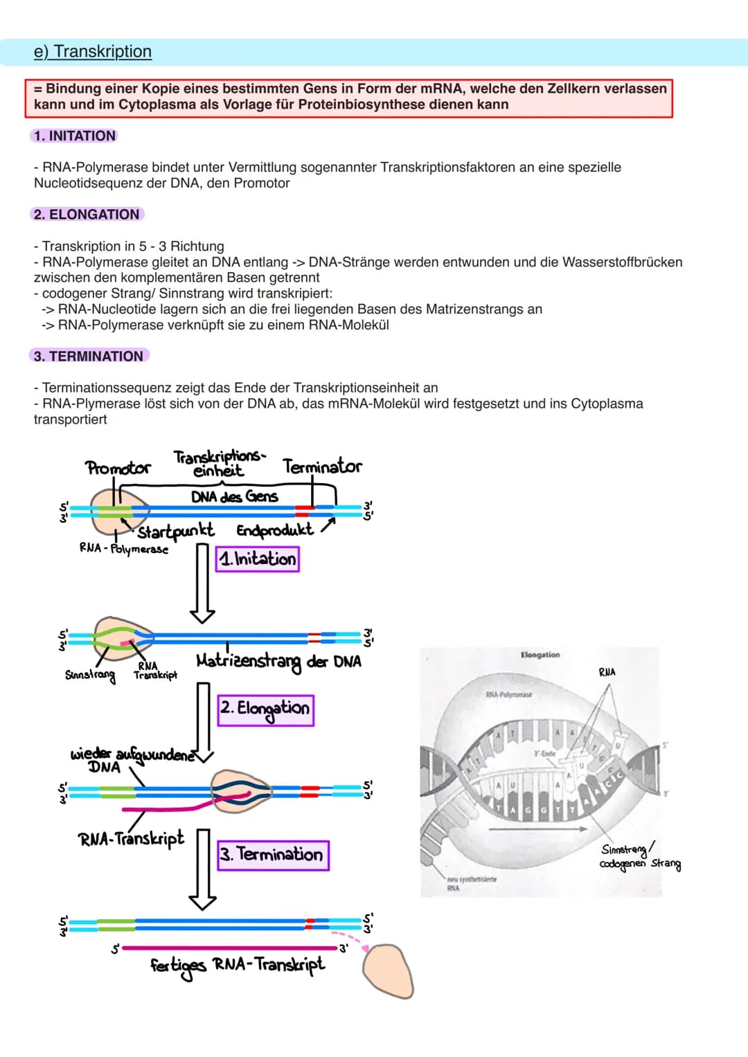 8.1 Allgemeine Informationen
a) DNA Aufbau
Doppelhelix aus Einzelbaustein
Nukleotid.
Primidin-Basen.
(Einfachring)
Ribose
Phosphogruppe
Orga
