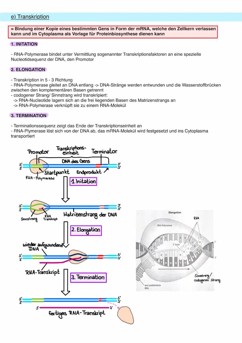 8.1 Allgemeine Informationen
a) DNA Aufbau
Doppelhelix aus Einzelbaustein
Nukleotid.
Primidin-Basen.
(Einfachring)
Ribose
Phosphogruppe
Orga