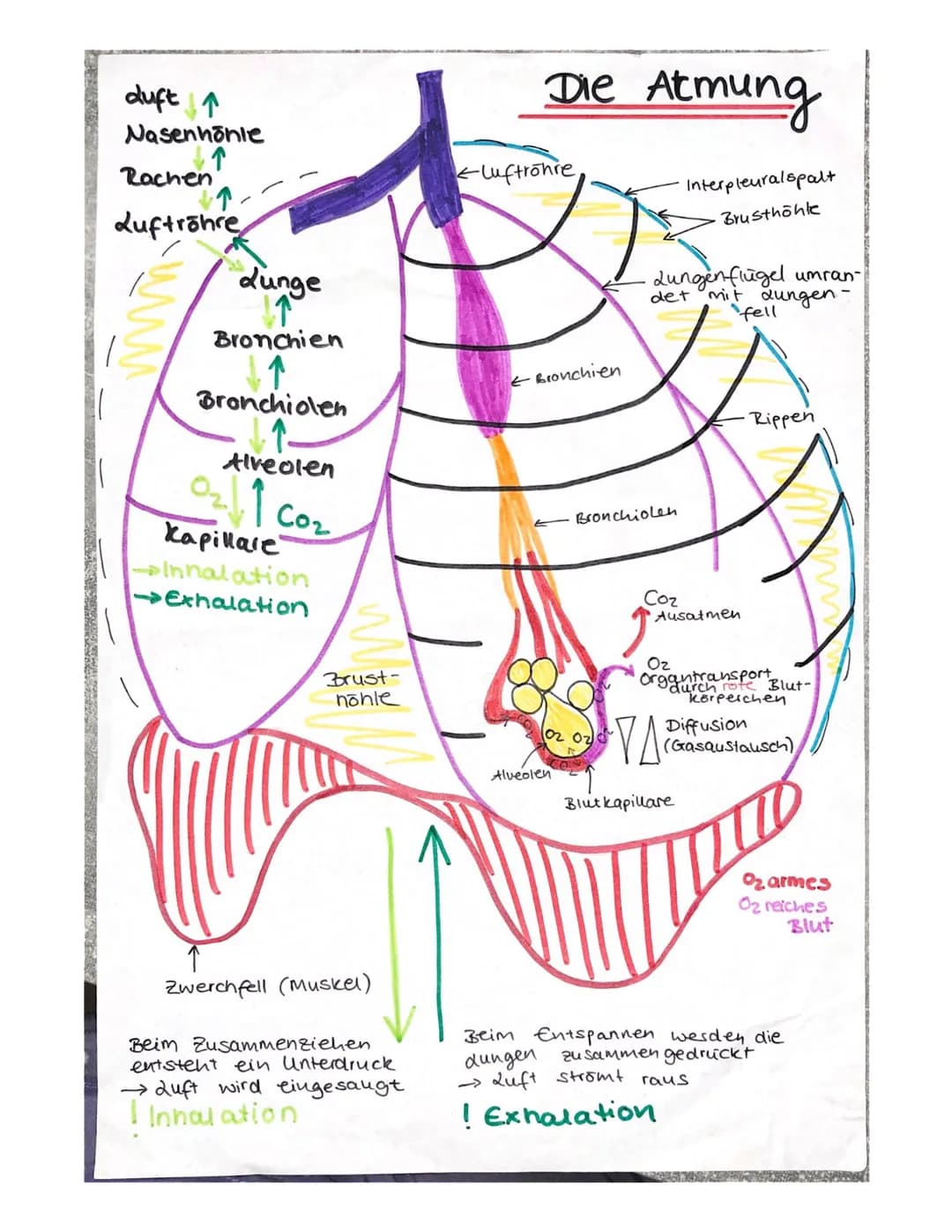 duft ↑
Nasenhonie
Rachen
Luftrohre
Lunge
Bronchien
↓↑
Bronchiolen
Alveolen
0₂1 Co
Сог
Kapillare
Inhalation
→Exhalation
Brust-
nönle
Zwerchfe