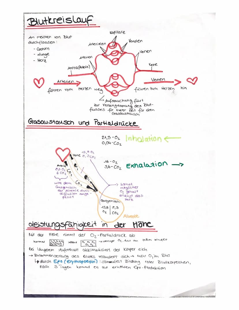 duft ↑
Nasenhonie
Rachen
Luftrohre
Lunge
Bronchien
↓↑
Bronchiolen
Alveolen
0₂1 Co
Сог
Kapillare
Inhalation
→Exhalation
Brust-
nönle
Zwerchfe