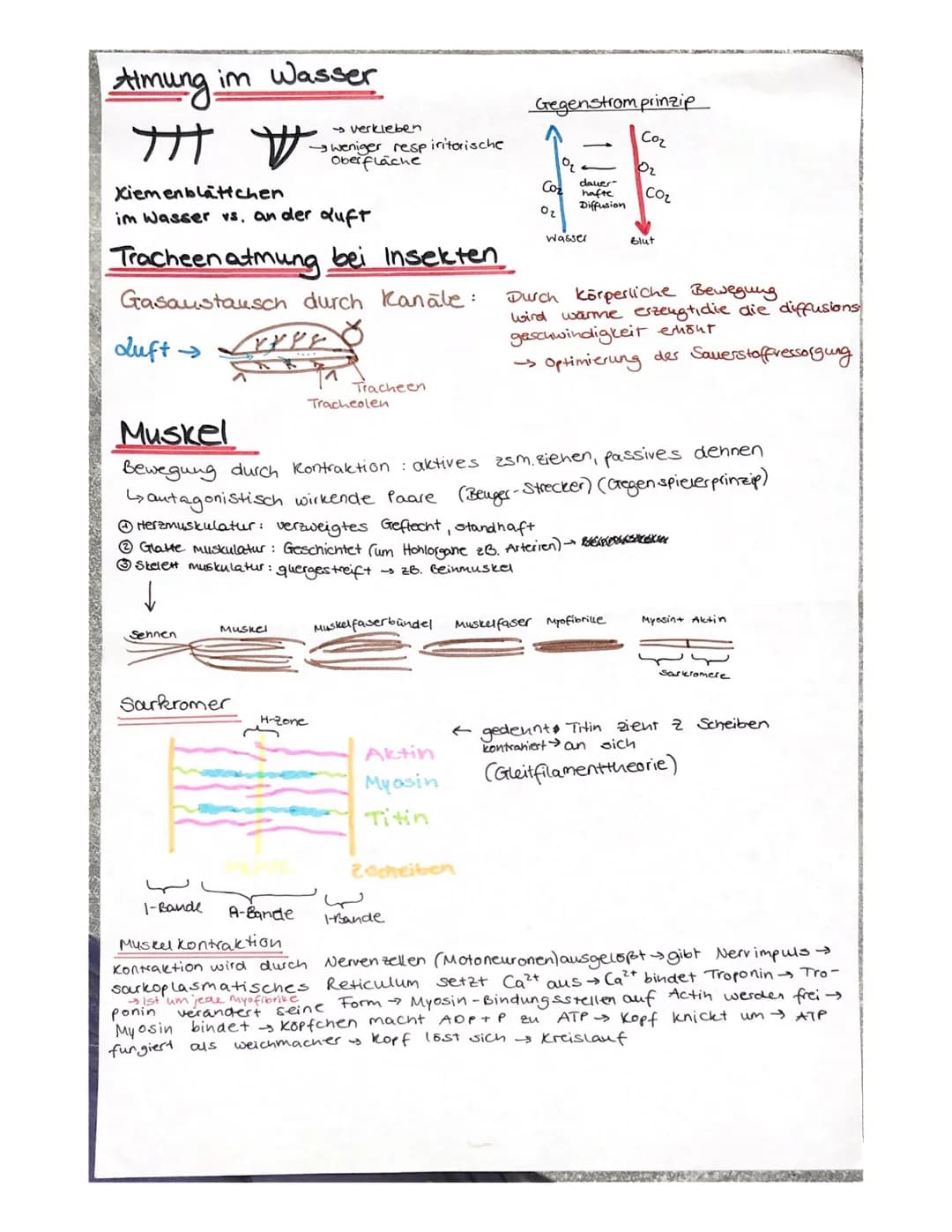 duft ↑
Nasenhonie
Rachen
Luftrohre
Lunge
Bronchien
↓↑
Bronchiolen
Alveolen
0₂1 Co
Сог
Kapillare
Inhalation
→Exhalation
Brust-
nönle
Zwerchfe
