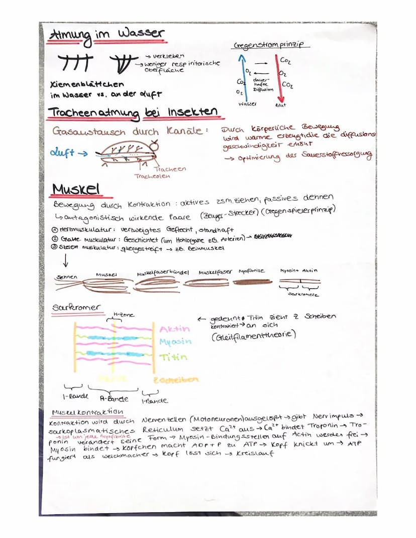 duft ↑
Nasenhonie
Rachen
Luftrohre
Lunge
Bronchien
↓↑
Bronchiolen
Alveolen
0₂1 Co
Сог
Kapillare
Inhalation
→Exhalation
Brust-
nönle
Zwerchfe