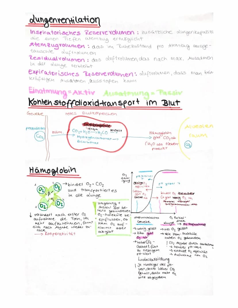 duft ↑
Nasenhonie
Rachen
Luftrohre
Lunge
Bronchien
↓↑
Bronchiolen
Alveolen
0₂1 Co
Сог
Kapillare
Inhalation
→Exhalation
Brust-
nönle
Zwerchfe