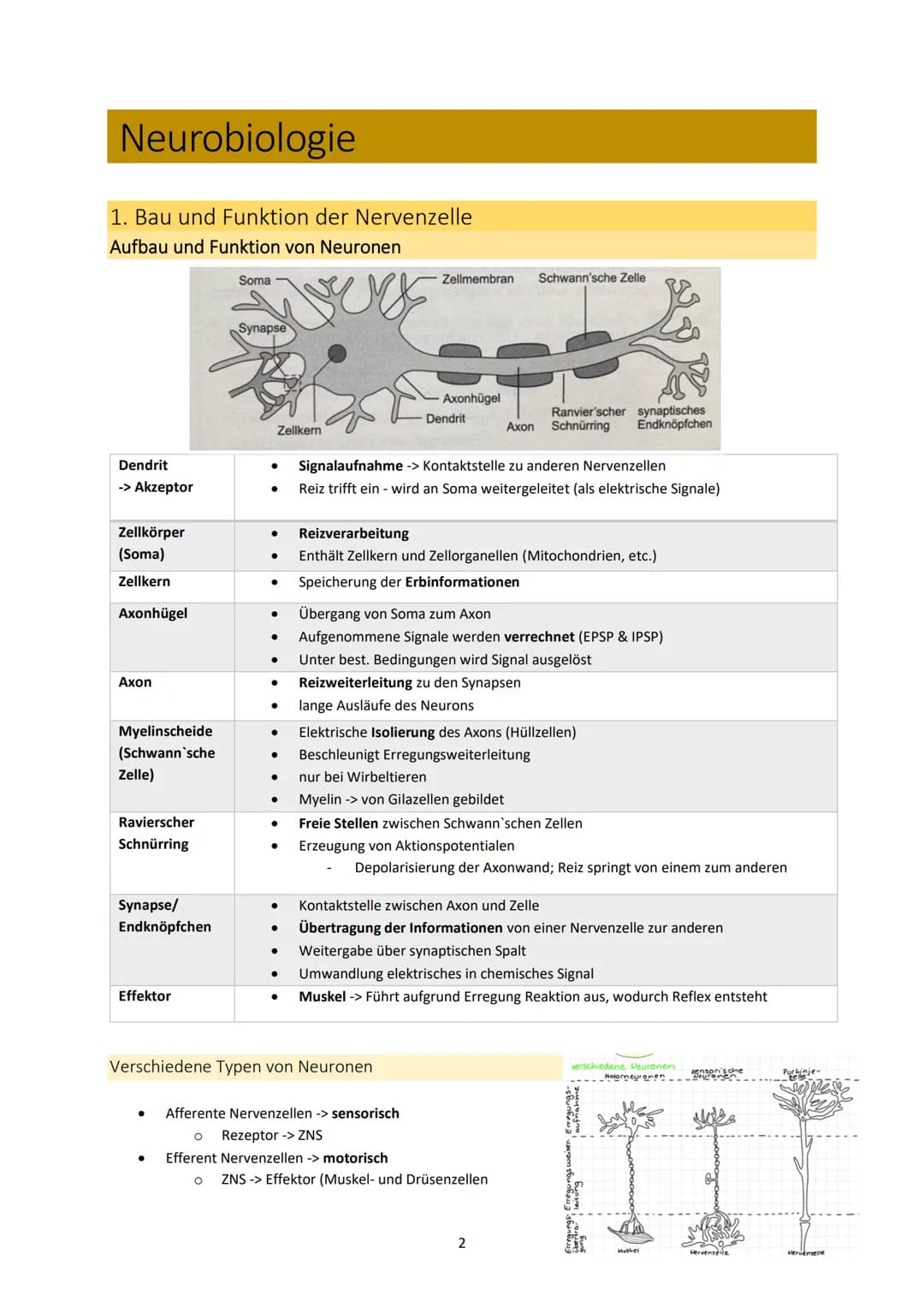 Neurobiologie
1. Bau und Funktion der Nervenzelle
Aufbau und Funktion von Neuronen
MS
Dendrit
-> Akzeptor
Zellkörper
(Soma)
Zellkern
Axonhüg