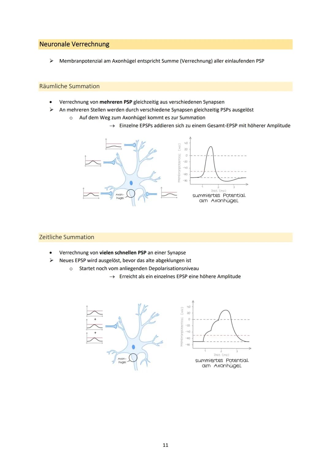 Neurobiologie
1. Bau und Funktion der Nervenzelle
Aufbau und Funktion von Neuronen
MS
Dendrit
-> Akzeptor
Zellkörper
(Soma)
Zellkern
Axonhüg