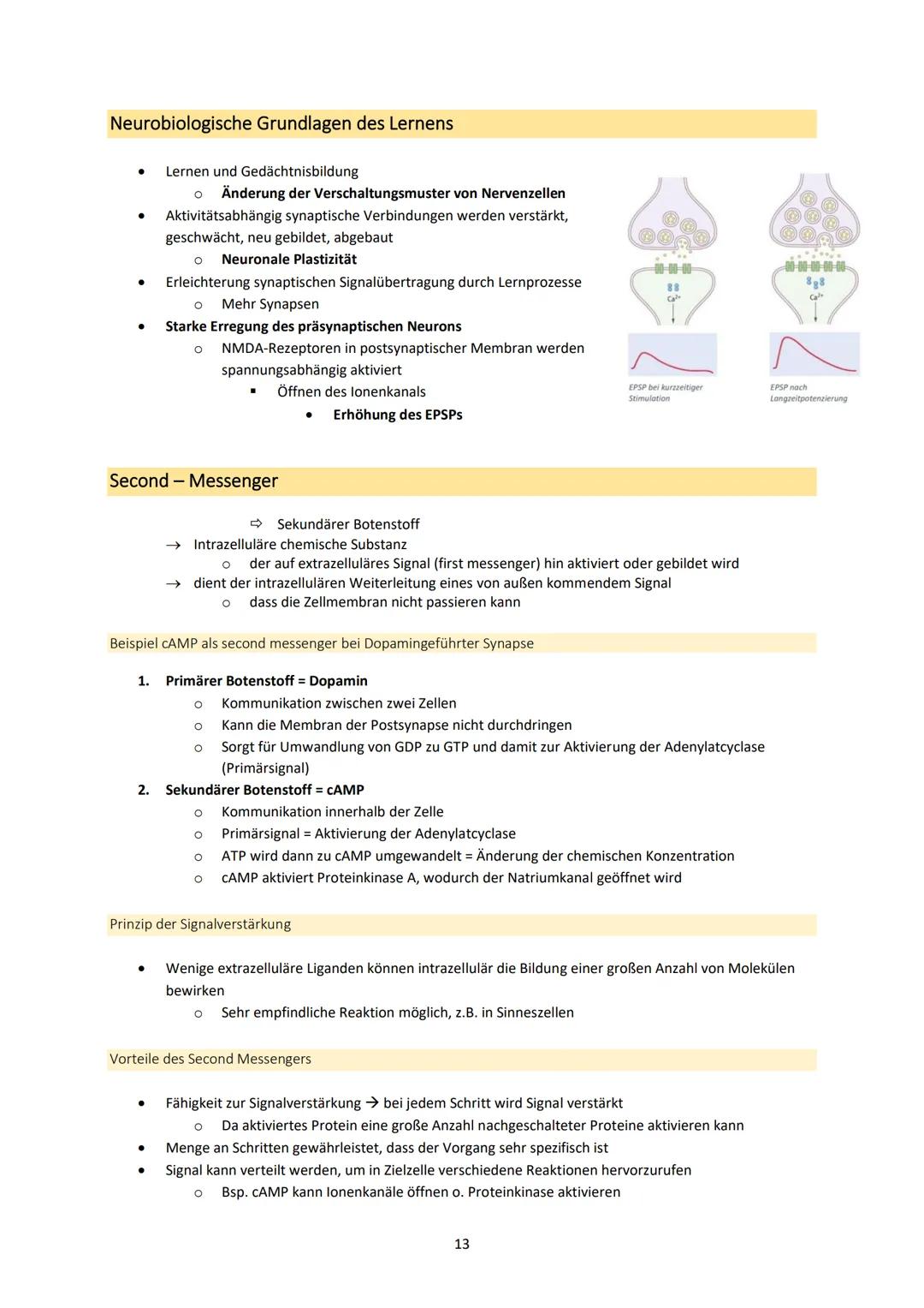 Neurobiologie
1. Bau und Funktion der Nervenzelle
Aufbau und Funktion von Neuronen
MS
Dendrit
-> Akzeptor
Zellkörper
(Soma)
Zellkern
Axonhüg