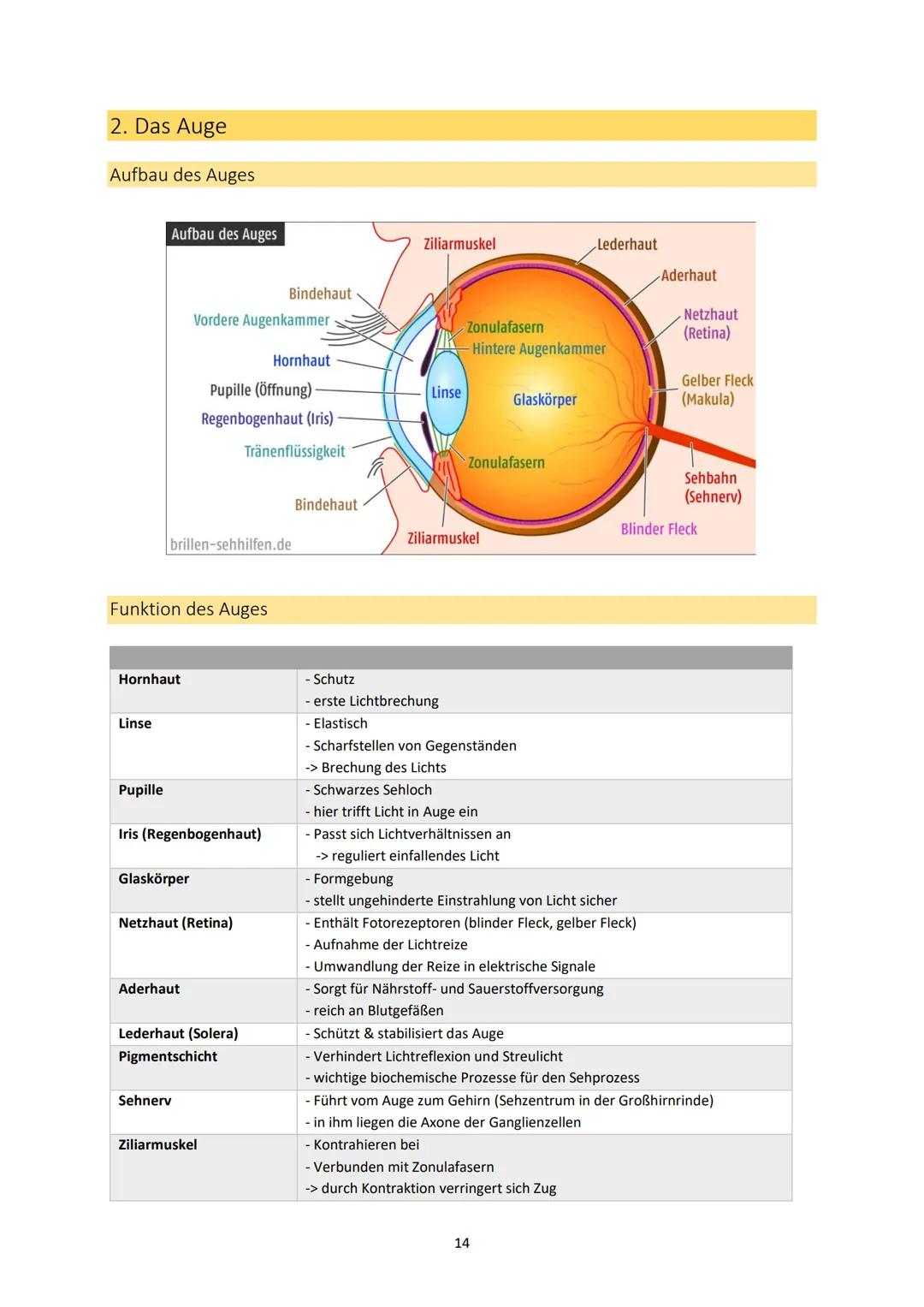 Neurobiologie
1. Bau und Funktion der Nervenzelle
Aufbau und Funktion von Neuronen
MS
Dendrit
-> Akzeptor
Zellkörper
(Soma)
Zellkern
Axonhüg