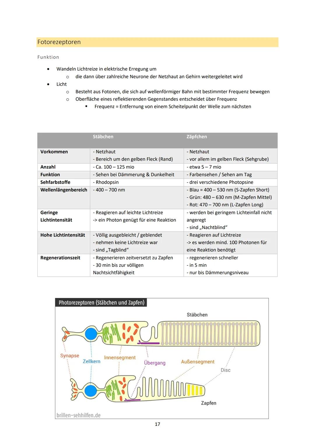 Neurobiologie
1. Bau und Funktion der Nervenzelle
Aufbau und Funktion von Neuronen
MS
Dendrit
-> Akzeptor
Zellkörper
(Soma)
Zellkern
Axonhüg