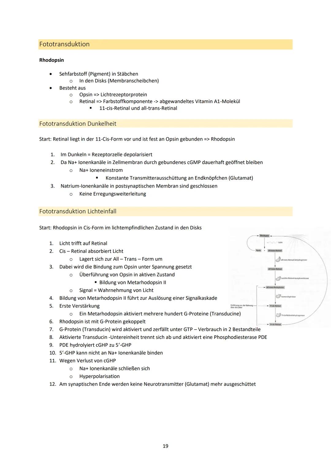 Neurobiologie
1. Bau und Funktion der Nervenzelle
Aufbau und Funktion von Neuronen
MS
Dendrit
-> Akzeptor
Zellkörper
(Soma)
Zellkern
Axonhüg