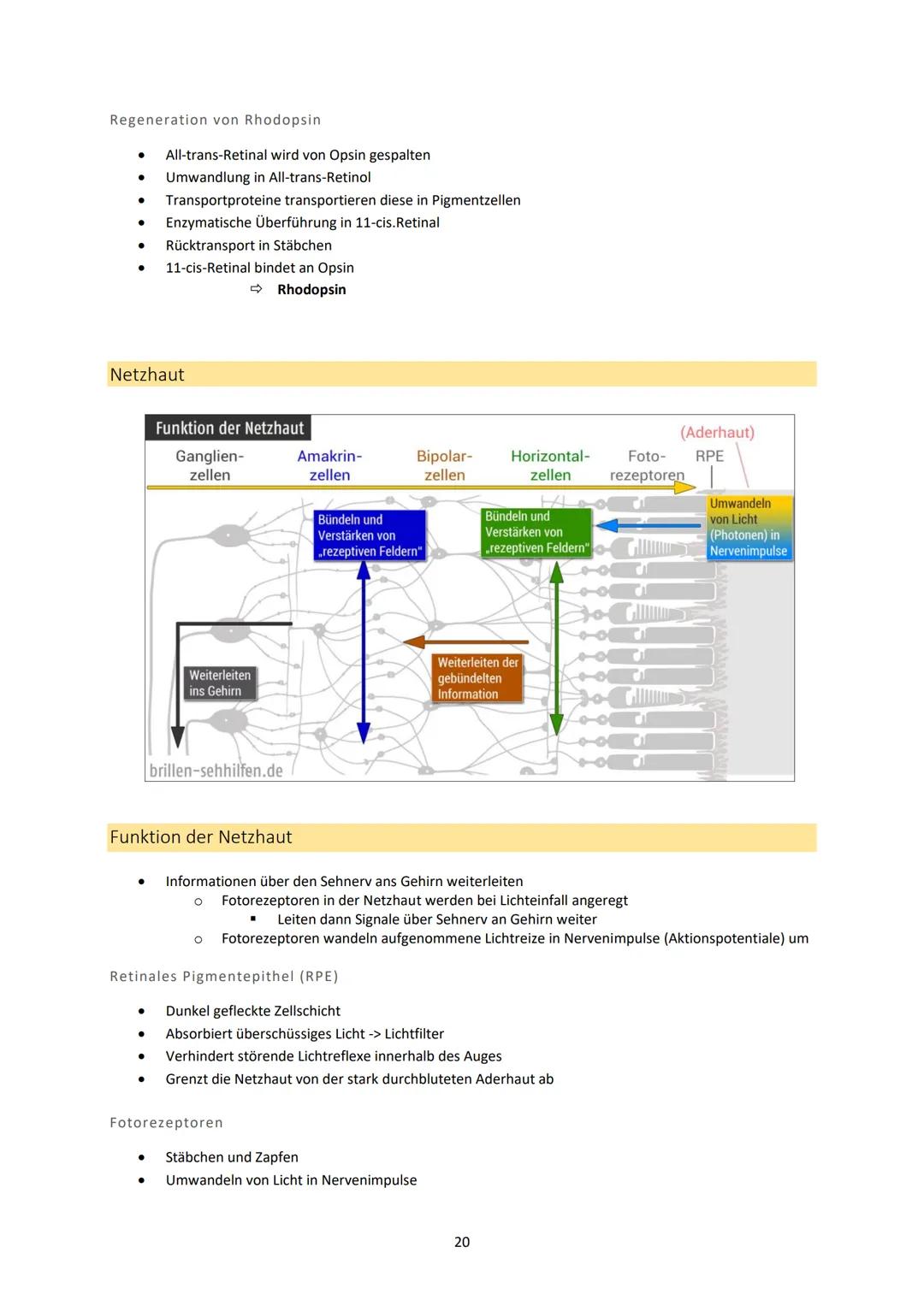 Neurobiologie
1. Bau und Funktion der Nervenzelle
Aufbau und Funktion von Neuronen
MS
Dendrit
-> Akzeptor
Zellkörper
(Soma)
Zellkern
Axonhüg