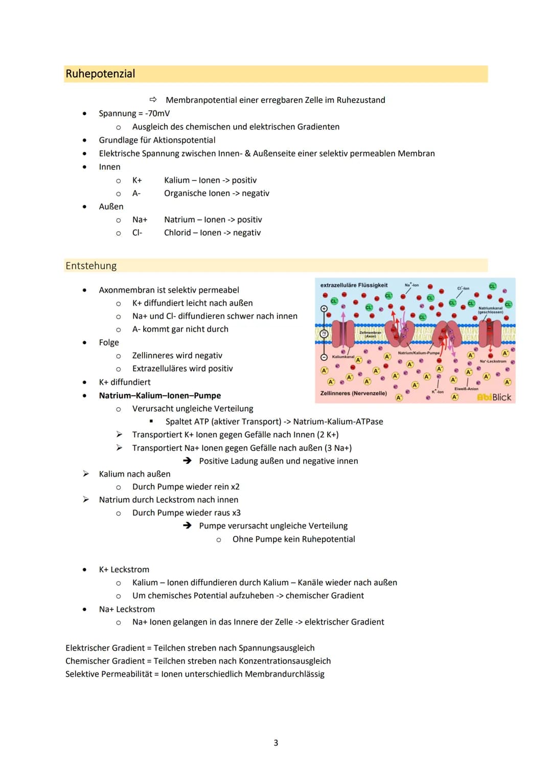 Neurobiologie
1. Bau und Funktion der Nervenzelle
Aufbau und Funktion von Neuronen
MS
Dendrit
-> Akzeptor
Zellkörper
(Soma)
Zellkern
Axonhüg