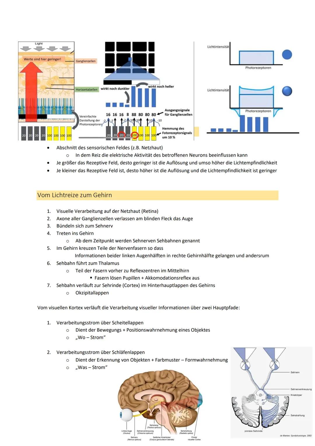 Neurobiologie
1. Bau und Funktion der Nervenzelle
Aufbau und Funktion von Neuronen
MS
Dendrit
-> Akzeptor
Zellkörper
(Soma)
Zellkern
Axonhüg