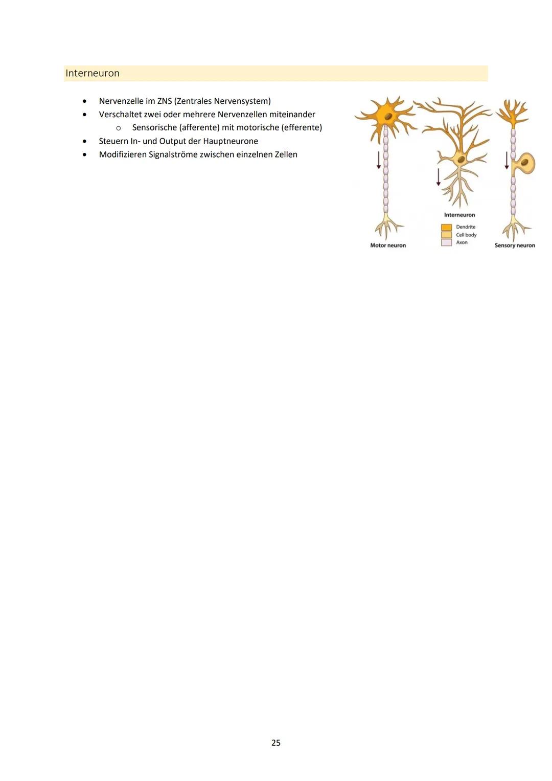 Neurobiologie
1. Bau und Funktion der Nervenzelle
Aufbau und Funktion von Neuronen
MS
Dendrit
-> Akzeptor
Zellkörper
(Soma)
Zellkern
Axonhüg